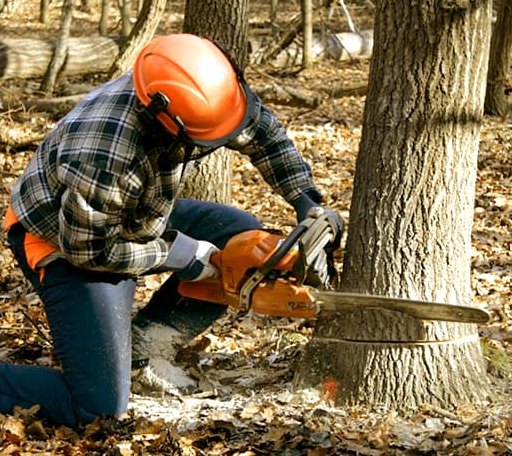Tree Removal in Serena, IL